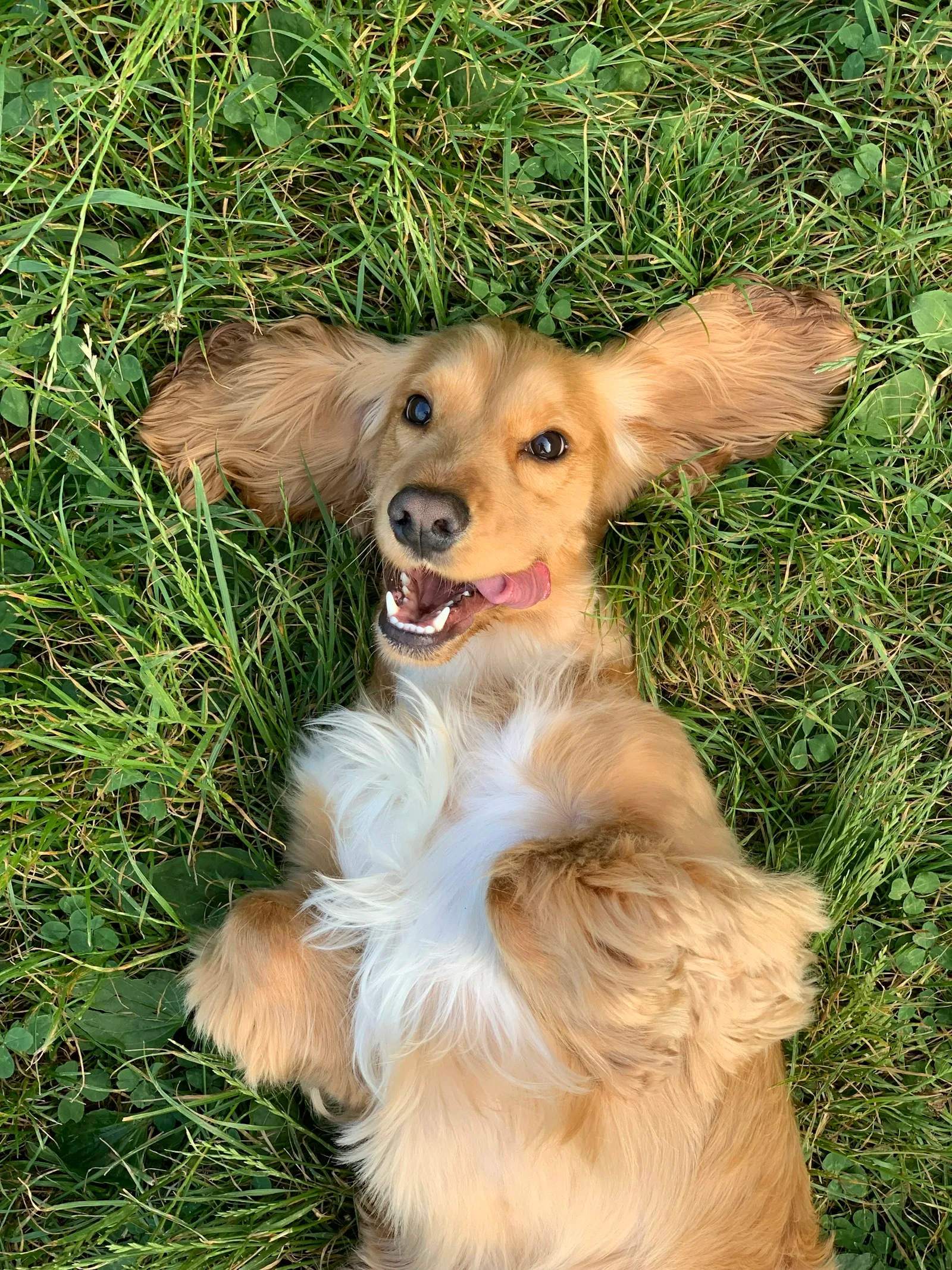 A golden dog outdoors